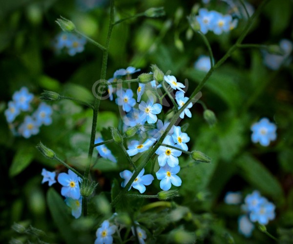 Forget-me-nots